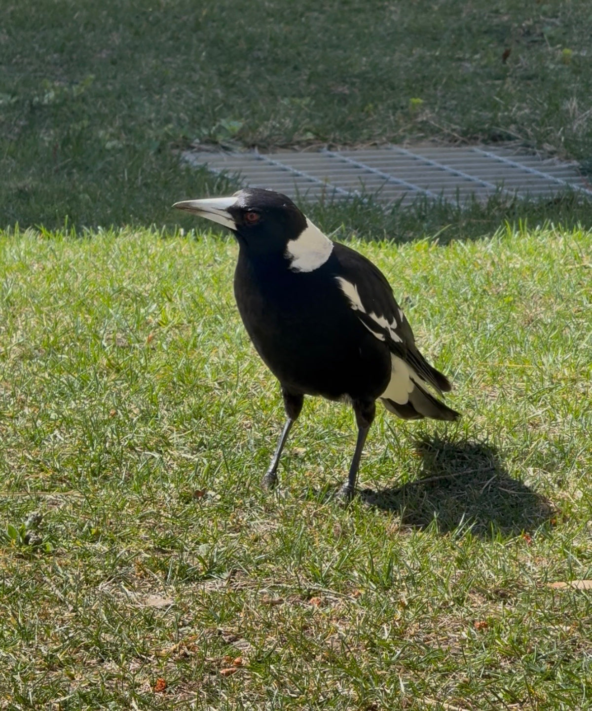 A magpie standing on green grass outdoors, with a paved path and more grass in the background.